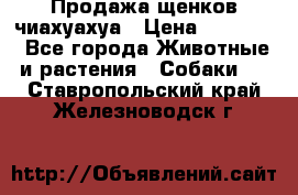 Продажа щенков чиахуахуа › Цена ­ 12 000 - Все города Животные и растения » Собаки   . Ставропольский край,Железноводск г.